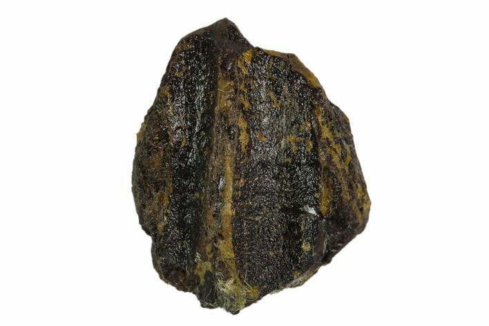 Partial Triceratops Tooth Crown - North Dakota #129052